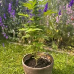 Somango Auto Cannabis Samen Cannabis Pflanze