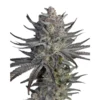 Runtz x Zkittlez 800