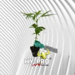Amnesia Core Cut Cannabis Stecklinge 2