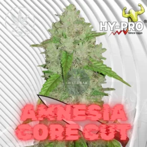 Amnesia Core Cut Cannabis Stecklinge