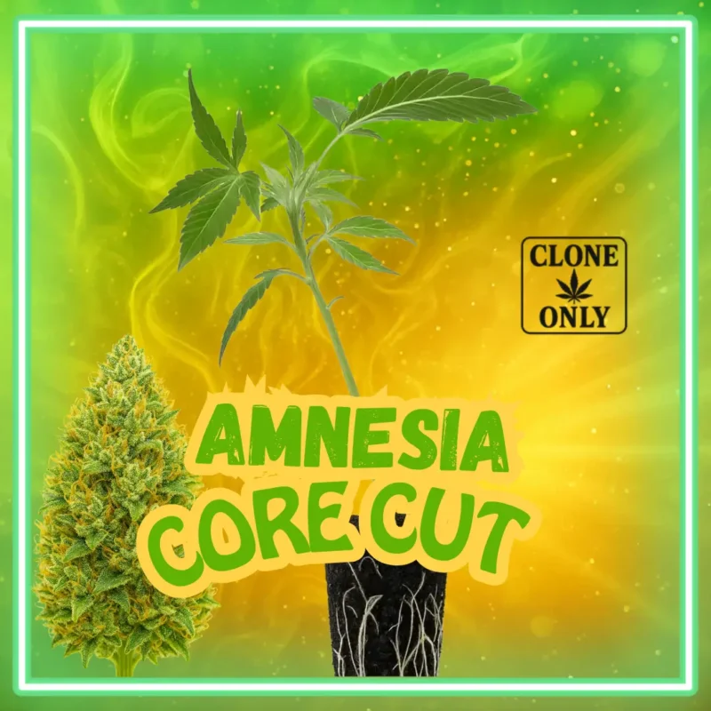 Amnesia Core Cut Stecklinge