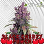 Black Cherry Punch Cannabis Stecklinge