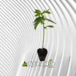 Black Cherry Punch Cannabis Stecklinge 2
