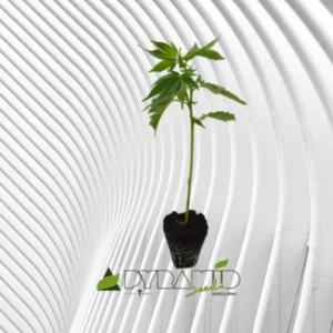 Black Cherry Punch Cannabis Stecklinge 2