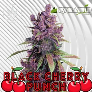 Black Cherry Punch Cannabis Stecklinge
