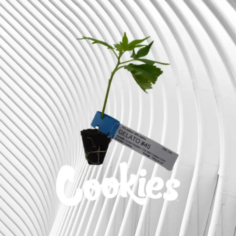 Gelato #45 Cannabis Stecklinge 2
