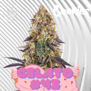 Gelato #45 Cannabis Stecklinge