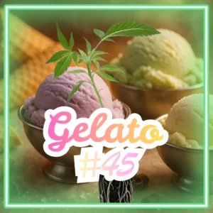 Gelato 45 Cannabis Stecklinge Hanfsteckling