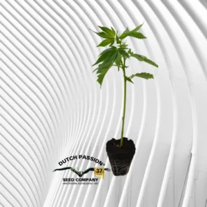 Lemon Zkittle Cannabis Stecklinge