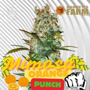 Mimosa Orange Punch Cannabis Stecklinge 2