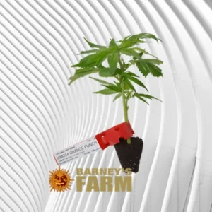 Mimosa Orange Punch Cannabis Stecklinge