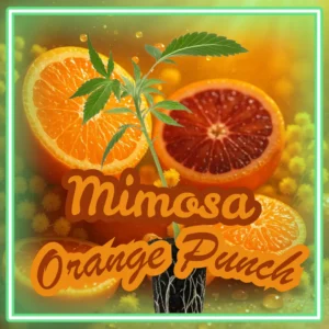 Mimosa Orange Punch Cannabis Stecklinge Hanfsteckling