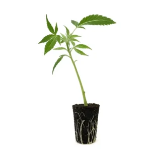 Mimosa x Orange Punch Feminisierte Stecklinge