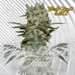 Super Silver Haze Cannabis Stecklinge