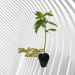 Super Silver Haze Cannabis Stecklinge 2