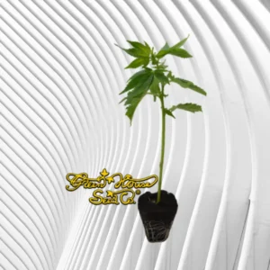 Super Silver Haze Cannabis Stecklinge 2