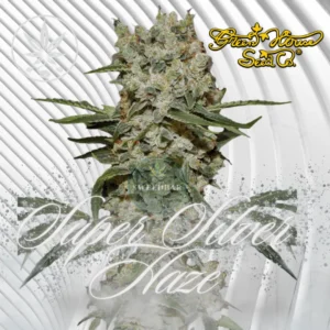 Super Silver Haze Cannabis Stecklinge