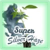 Super Silver Haze Cannabis Stecklinge Hanfsteckling