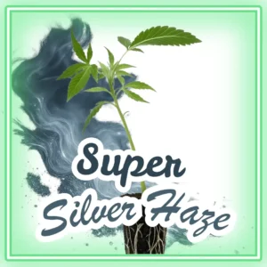Super Silver Haze Cannabis Stecklinge Hanfsteckling