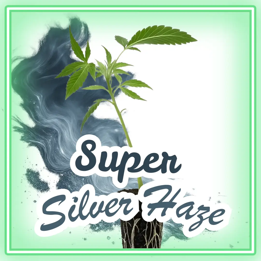 Super Silver Haze Cannabis Stecklinge Hanfsteckling