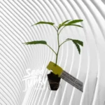 Wedding Cake Cannabis Stecklinge
