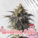 Wedding Cake Cannabis Stecklinge 2