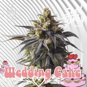 Wedding Cake Cannabis Stecklinge 2