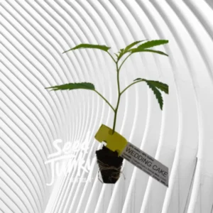 Wedding Cake Cannabis Stecklinge