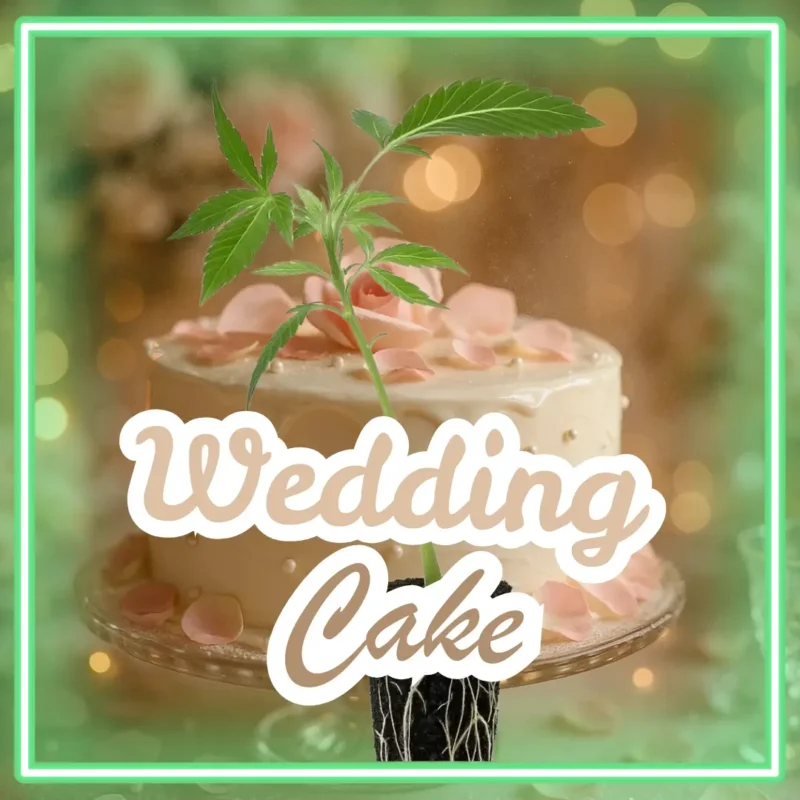 Wedding Cake Cannabis Stecklinge Hanfsteckling
