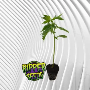 Zombie Kush Cannabis Stecklinge 2