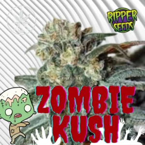 Zombie Kush Cannabis Stecklinge