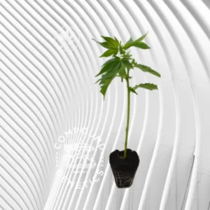 Apples & Bananas Cannabis Stecklinge 2