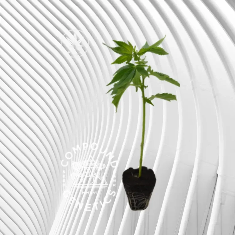 Apples & Bananas Cannabis Stecklinge 2