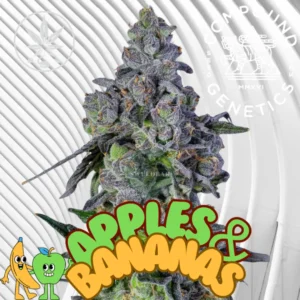 Apples & Bananas Cannabis Stecklinge