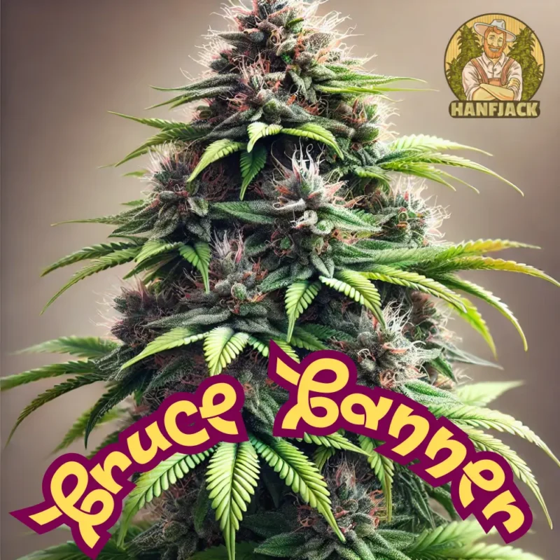 Bruce Branner Cannabis Autosamen