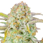Fast Buds Bruce Banner Auto