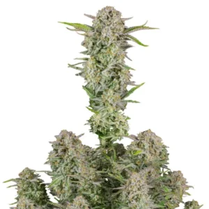 Fast Buds Bruce Banner Auto 2