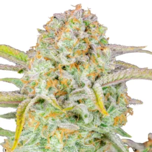 Fast Buds Bruce Banner Auto