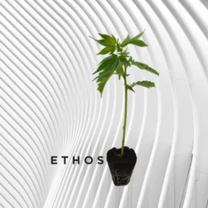 Lilac Cookies Cannabis Stecklinge 2