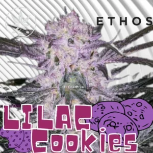 Lilac Cookies Cannabis Stecklinge