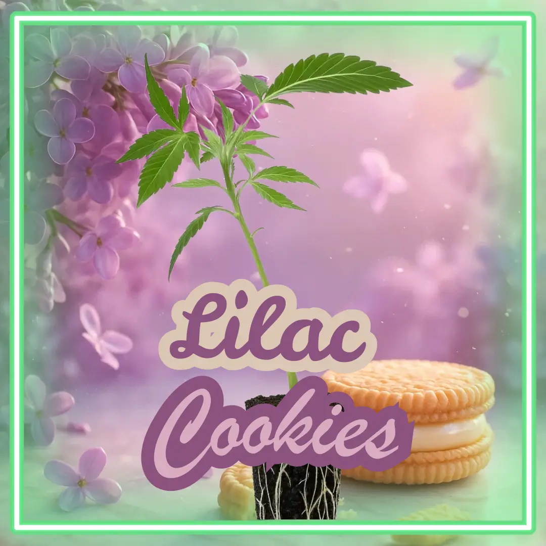 Lilac Cookies Cannabis Stecklinge Hanfsteckling