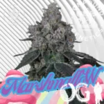 Marshmallow OG Cannabis Stecklinge