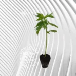 Marshmallow OG Cannabis Stecklinge 2