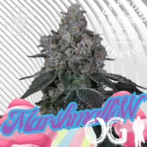 Marshmallow OG Cannabis Stecklinge