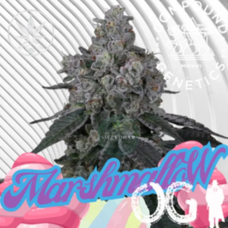 Marshmallow OG Cannabis Stecklinge