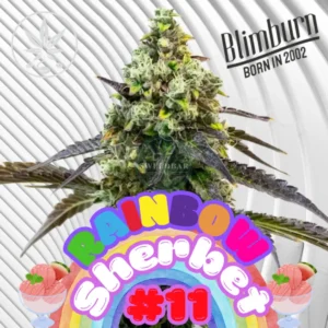 Rainbow Sherbet #11 Cannabis Stecklinge