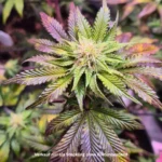 rainbow sherbet #11 blüte text