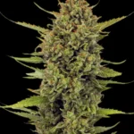 Barneys Farm Acapulco Gold