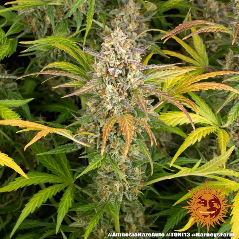 Barneys Farm Amnesia Haze Auto 10