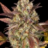 Barneys Farm Amnesia Haze Auto